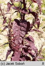 Atriplex hortensis (łoboda ogrodowa)