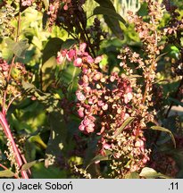 Atriplex hortensis (łoboda ogrodowa)