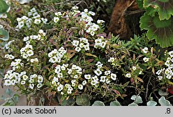 Lobularia maritima (lobularia nadmorska)