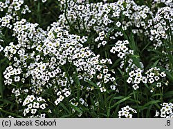 Lobularia maritima (lobularia nadmorska)