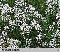 Lobularia maritima (lobularia nadmorska)