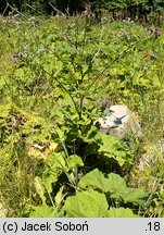 Arctium tomentosum (łopian pajęczynowaty)