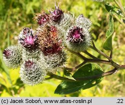 Arctium tomentosum (łopian pajęczynowaty)