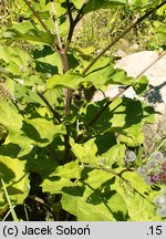 Arctium tomentosum (łopian pajęczynowaty)