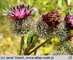 Arctium tomentosum (łopian pajęczynowaty)