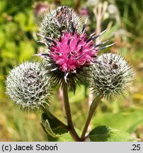 Arctium tomentosum (łopian pajęczynowaty)