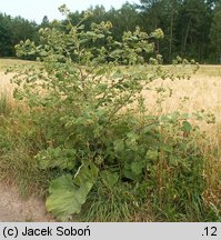 Arctium lappa