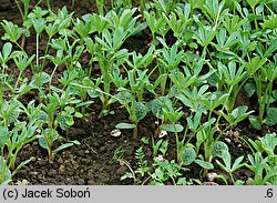 Lupinus luteus (łubin żółty)