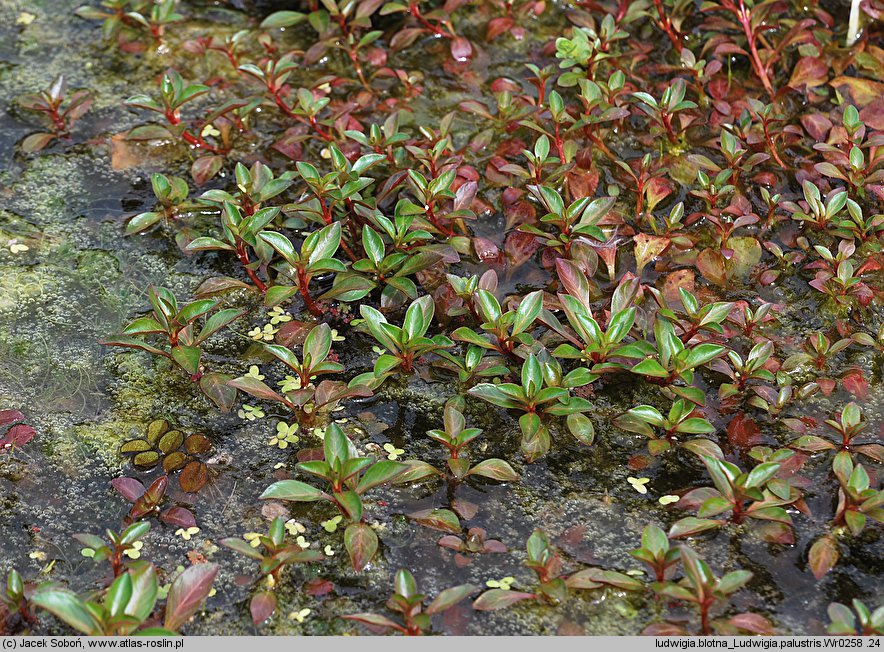 Ludwigia palustris (ludwigia błotna)