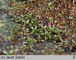 Ludwigia palustris (ludwigia błotna)