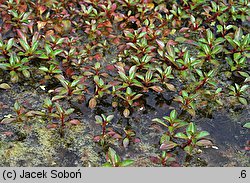 Ludwigia palustris (ludwigia błotna)