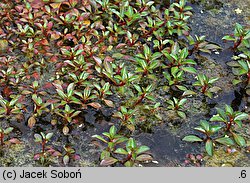 Ludwigia palustris (ludwigia błotna)