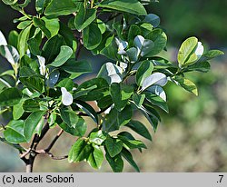 Magnolia virginiana