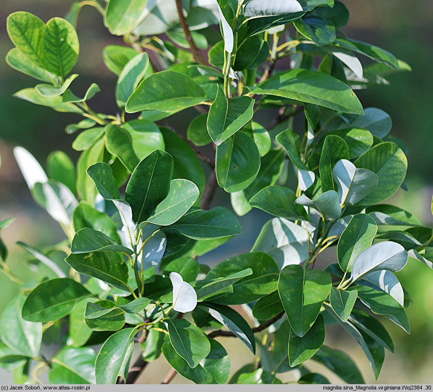 Magnolia virginiana