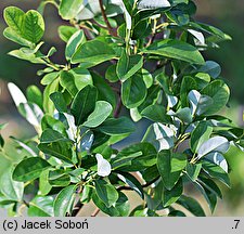 Magnolia virginiana