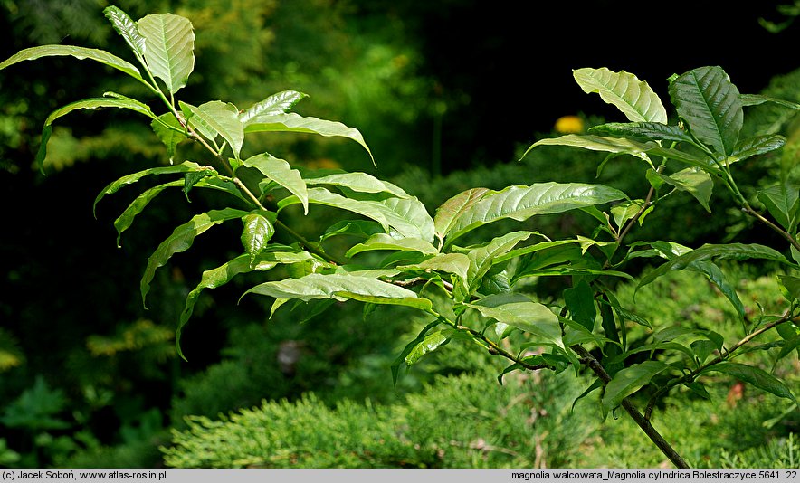 Magnolia cylindrica (magnolia walcowata)