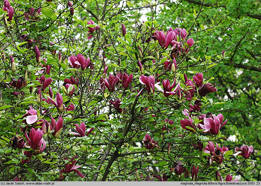 Magnolia liliflora (magnolia purpurowa)