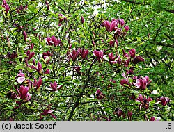 Magnolia liliflora (magnolia purpurowa)