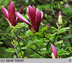 Magnolia liliflora (magnolia purpurowa)