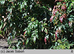 Mahonia repens