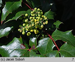 Mahonia repens