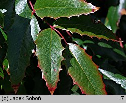 Mahonia repens