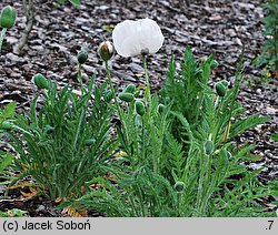 Papaver orientale Perry's White