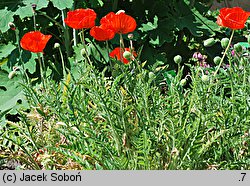 Papaver orientale (mak wschodni (ogr.))