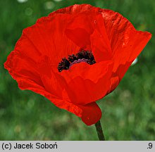 Papaver orientale (mak wschodni (ogr.))