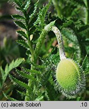 Papaver orientale (mak wschodni (ogr.))