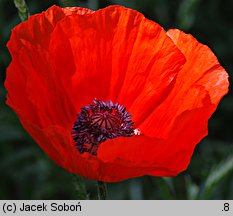 Papaver orientale (mak wschodni (ogr.))