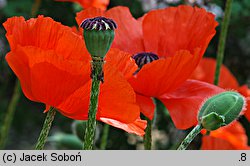 Papaver orientale (mak wschodni (ogr.))