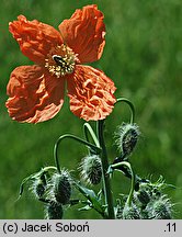 Papaver triniaefolium