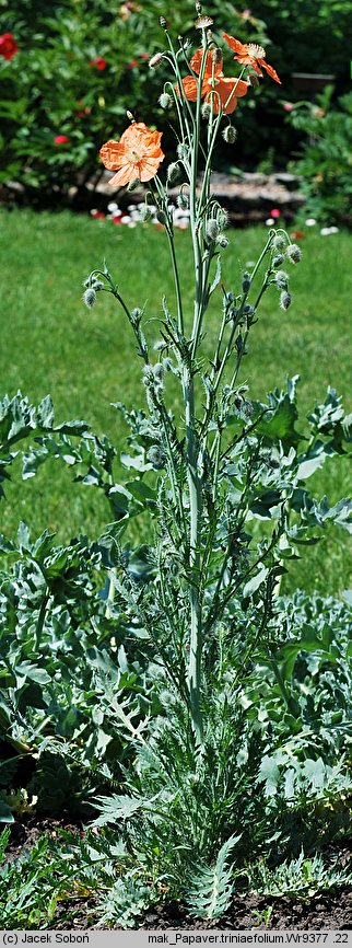 Papaver triniaefolium