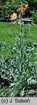 Papaver triniaefolium