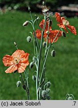 Papaver triniaefolium