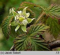 Rubus idaeus (malina właściwa)