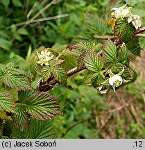 Rubus idaeus (malina właściwa)