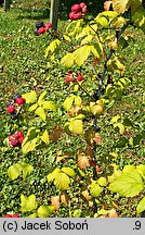 Rubus occidentalis (malina czarna)