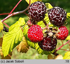 Rubus occidentalis (malina czarna)