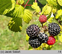 Rubus occidentalis (malina czarna)