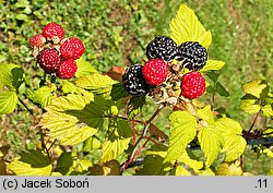 Rubus occidentalis (malina czarna)