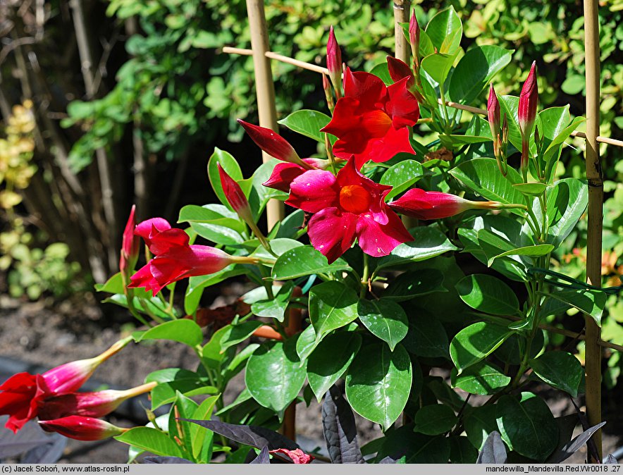 Mandevilla (dipladenia)