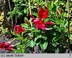 Mandevilla (dipladenia)