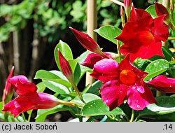 Mandevilla (dipladenia)