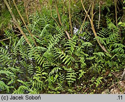 Sium latifolium (marek szerokolistny)