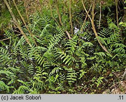 Sium latifolium (marek szerokolistny)