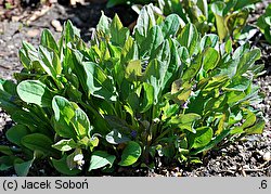 Mertensia virginica (mertensja wirginijska)