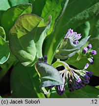 Mertensia virginica (mertensja wirginijska)