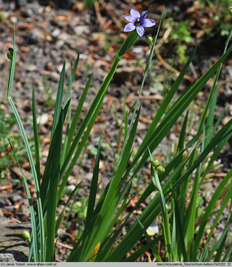 Sisyrinchium bellum